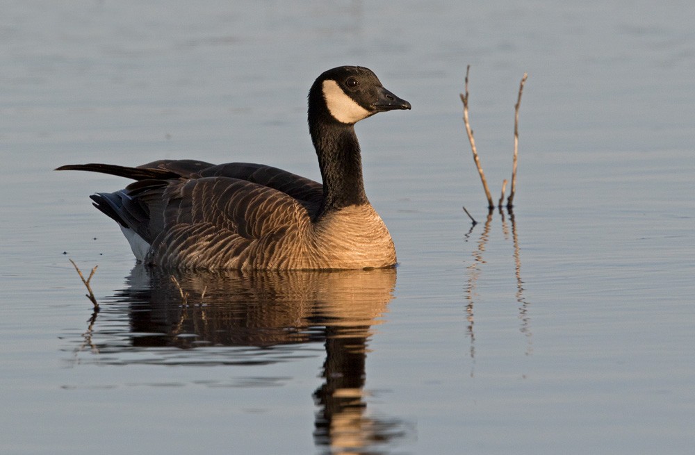 Cackling Goose (Taverner's) - Lars Petersson | My World of Bird Photography