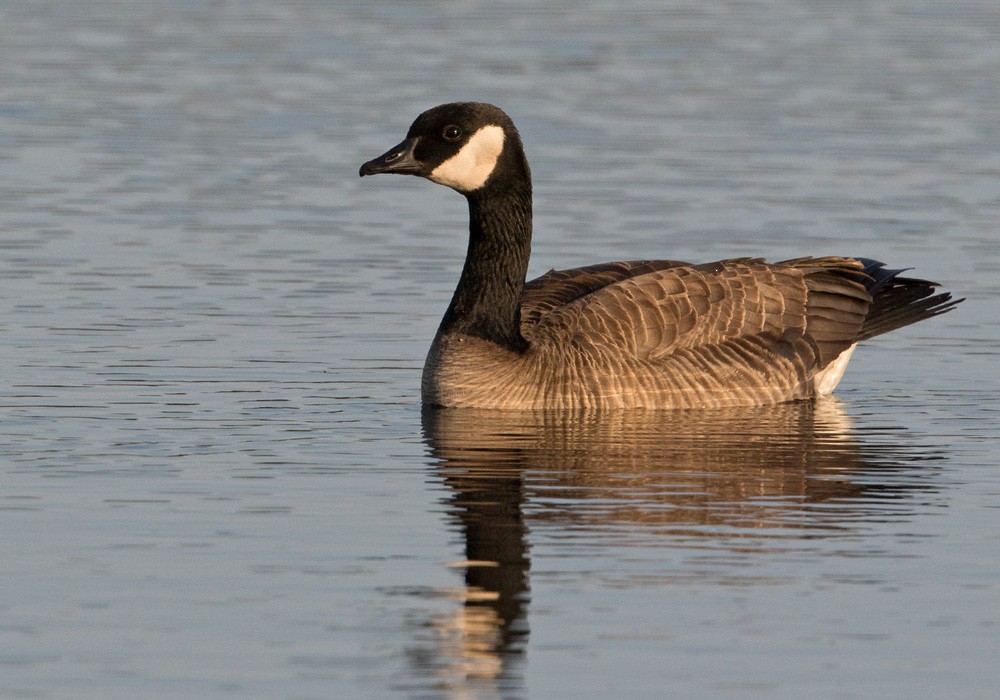 Cackling Goose (Taverner's) - Lars Petersson | My World of Bird Photography