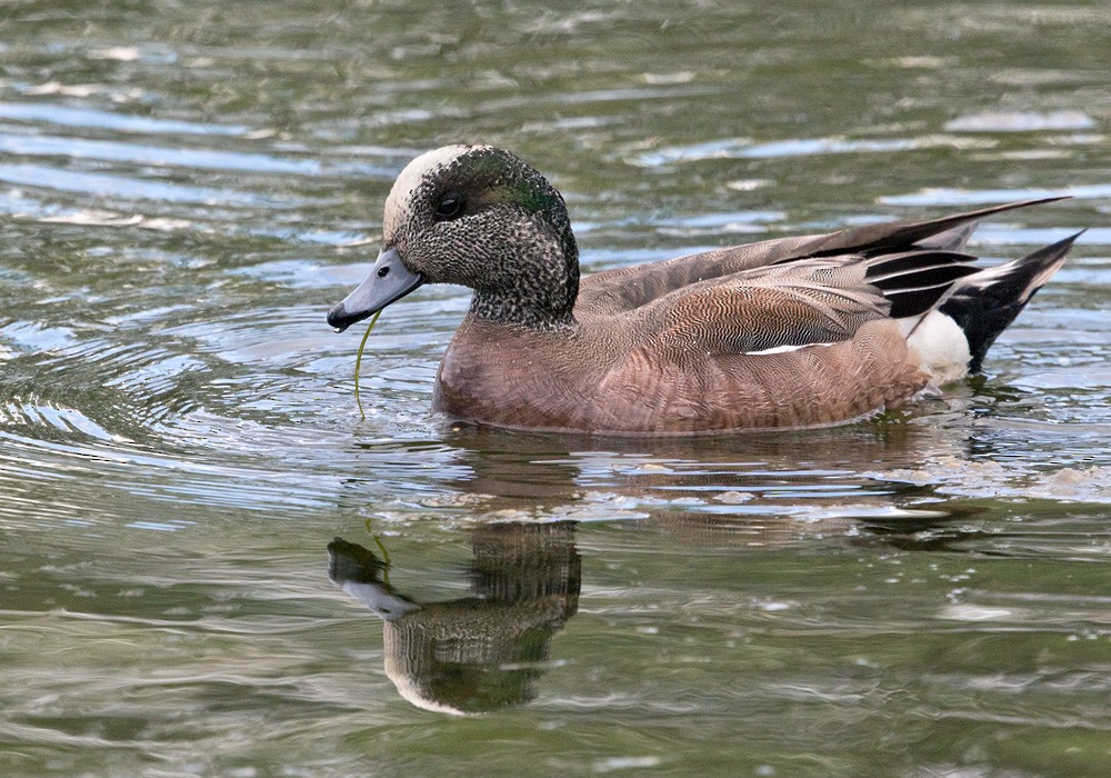 American Wigeon - Lars Petersson | My World of Bird Photography