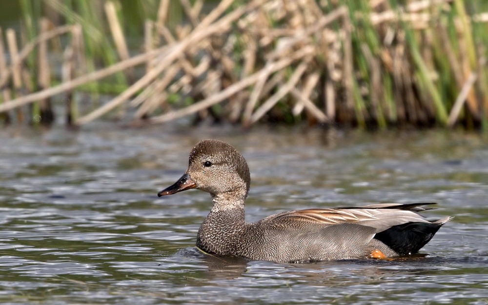 Gadwall (Common) - Lars Petersson | My World of Bird Photography