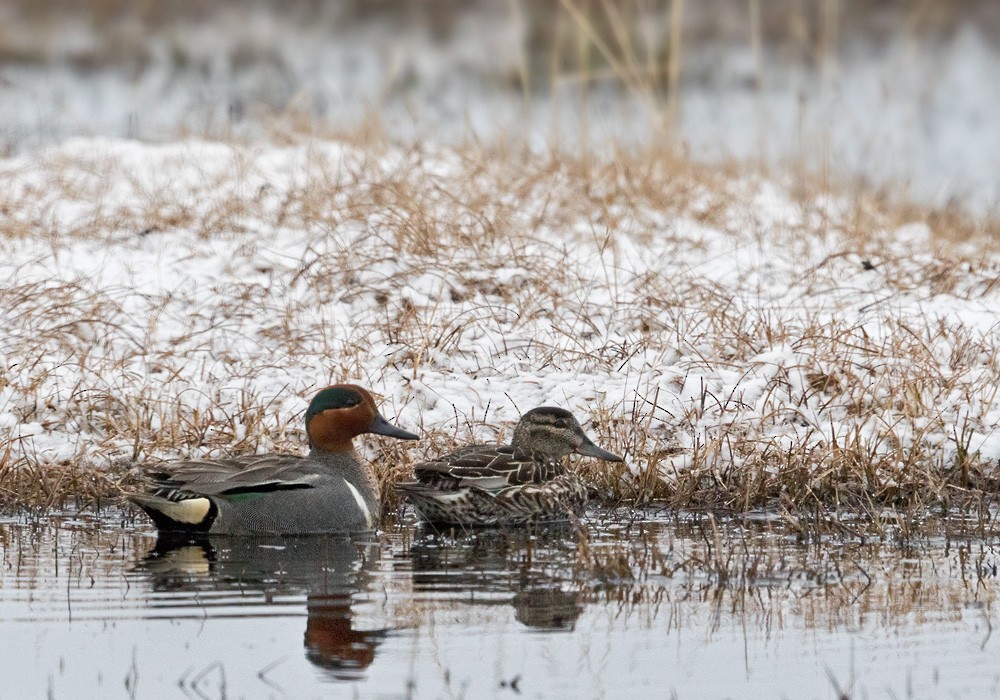 Green-winged Teal (American) - Lars Petersson | My World of Bird Photography