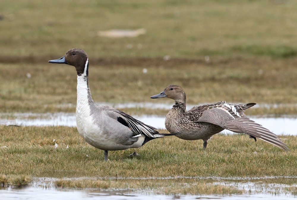 Northern Pintail - Lars Petersson | My World of Bird Photography