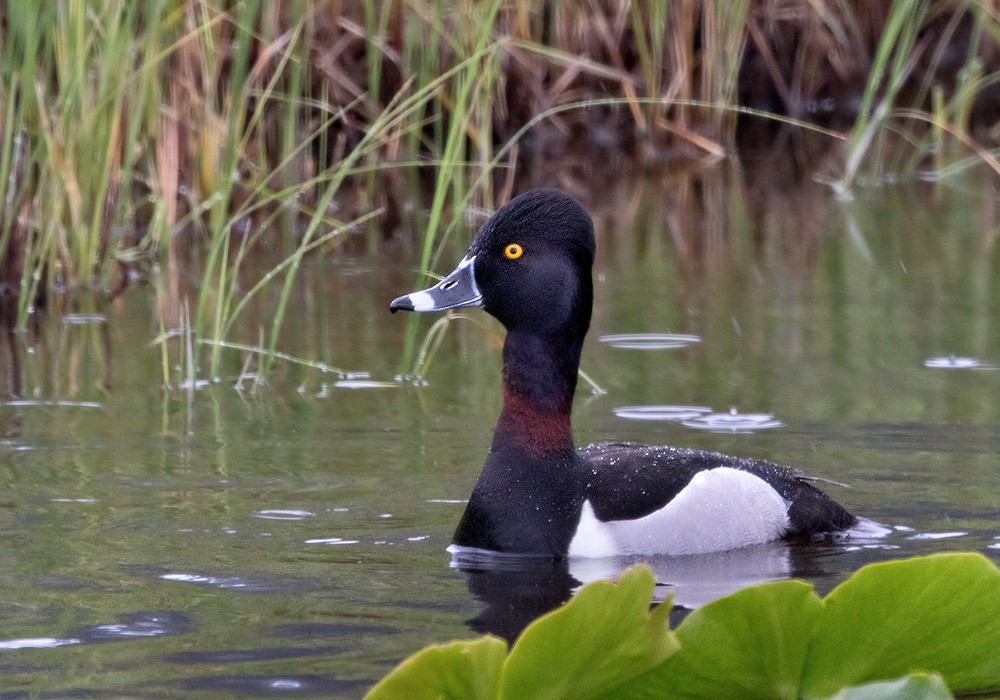 Ring-necked Duck - Lars Petersson | My World of Bird Photography