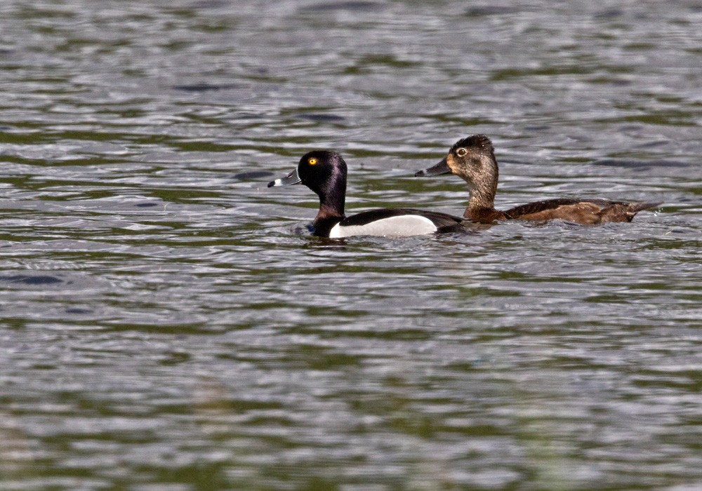 Ring-necked Duck - ML205997761