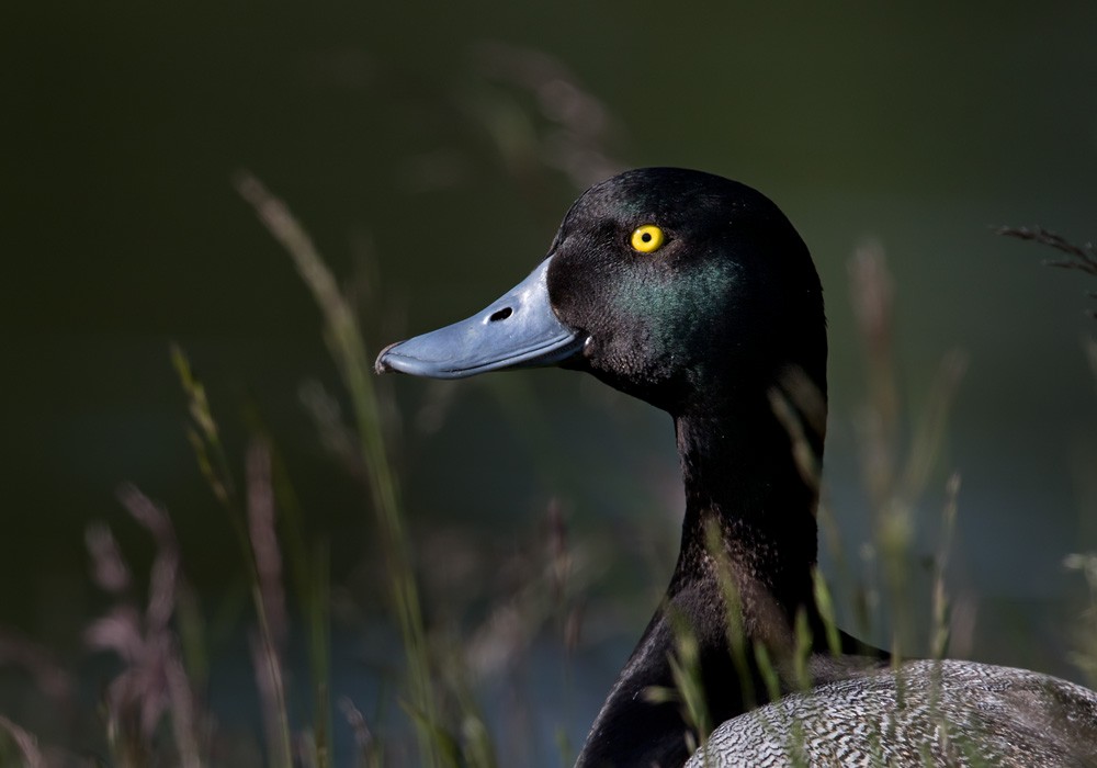 Greater Scaup - Lars Petersson | My World of Bird Photography