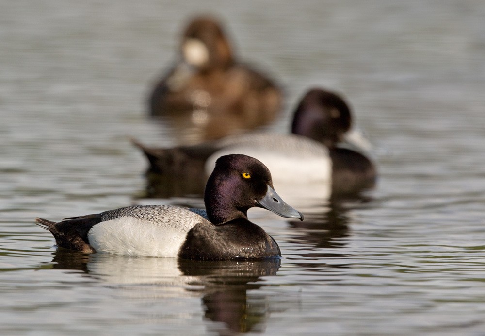 Lesser Scaup - Lars Petersson | My World of Bird Photography