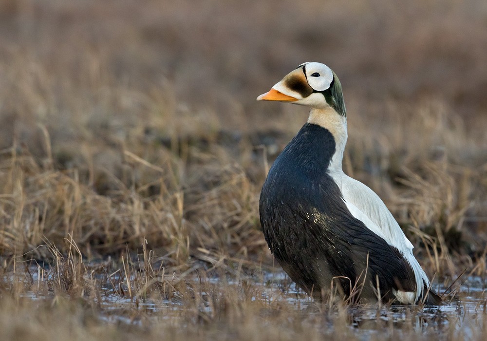 Spectacled Eider - Lars Petersson | My World of Bird Photography