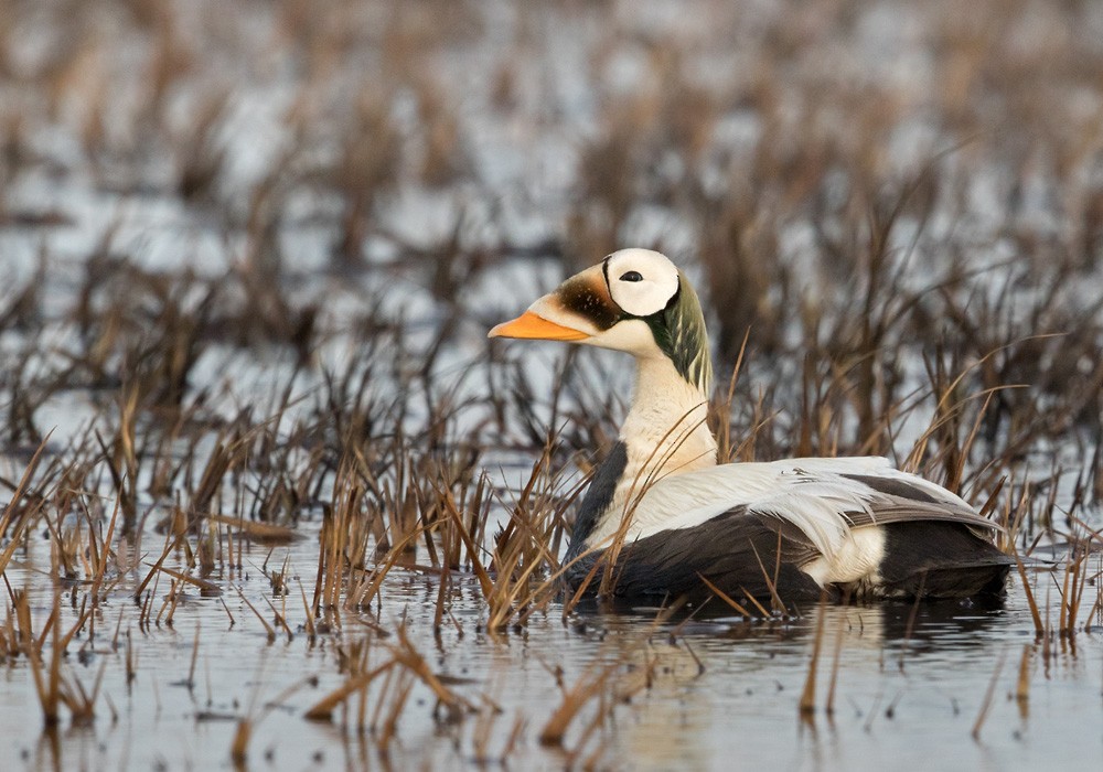 Spectacled Eider - Lars Petersson | My World of Bird Photography