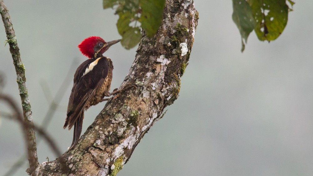 Lineated Woodpecker (Dusky-winged) - Lars Petersson | My World of Bird Photography