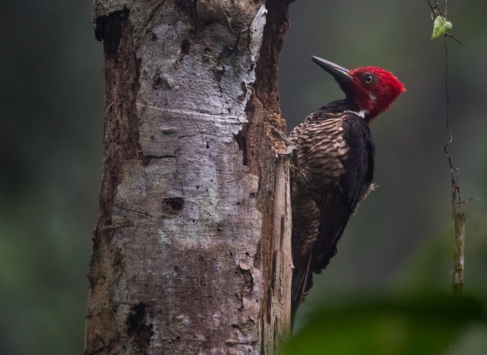 Guayaquil Woodpecker - ML205998011