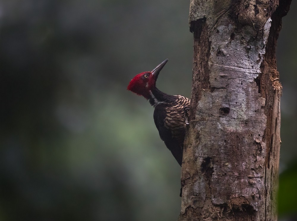 Guayaquil Woodpecker - Lars Petersson | My World of Bird Photography