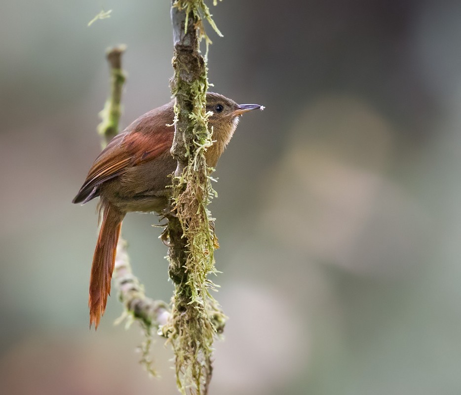 Red-faced Spinetail - ML205998181