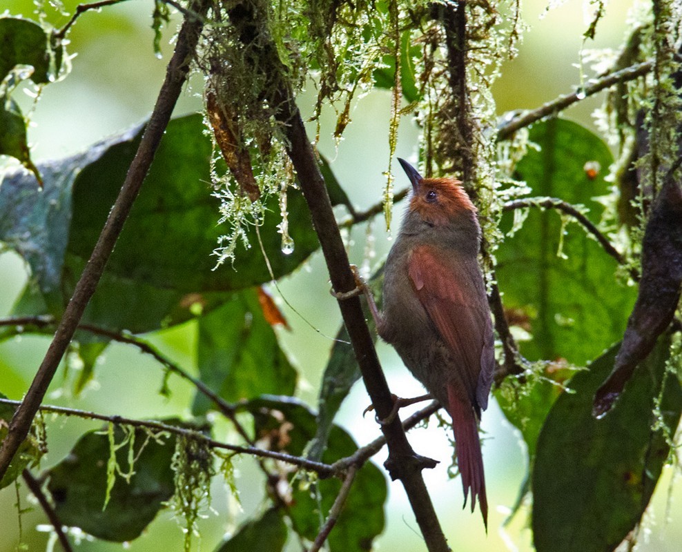 Red-faced Spinetail - ML205998201