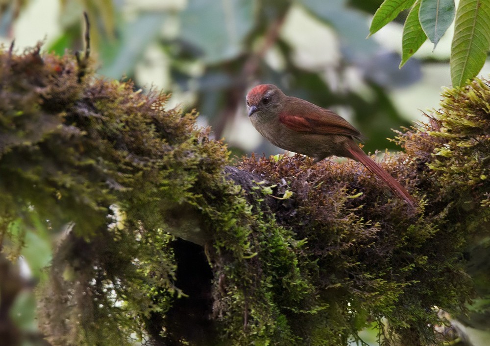 Ash-browed Spinetail - ML205998221