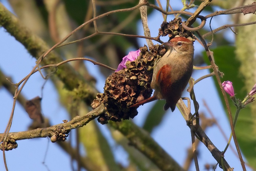 Line-cheeked Spinetail (Line-cheeked) - Lars Petersson | My World of Bird Photography
