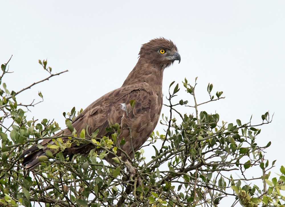 Brown Snake-Eagle - Lars Petersson | My World of Bird Photography