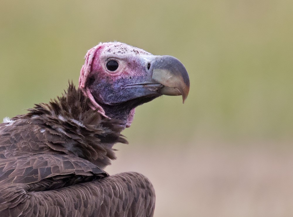 Lappet-faced Vulture - ML205998251