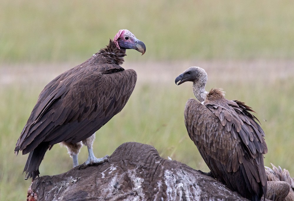Lappet-faced Vulture - ML205998261