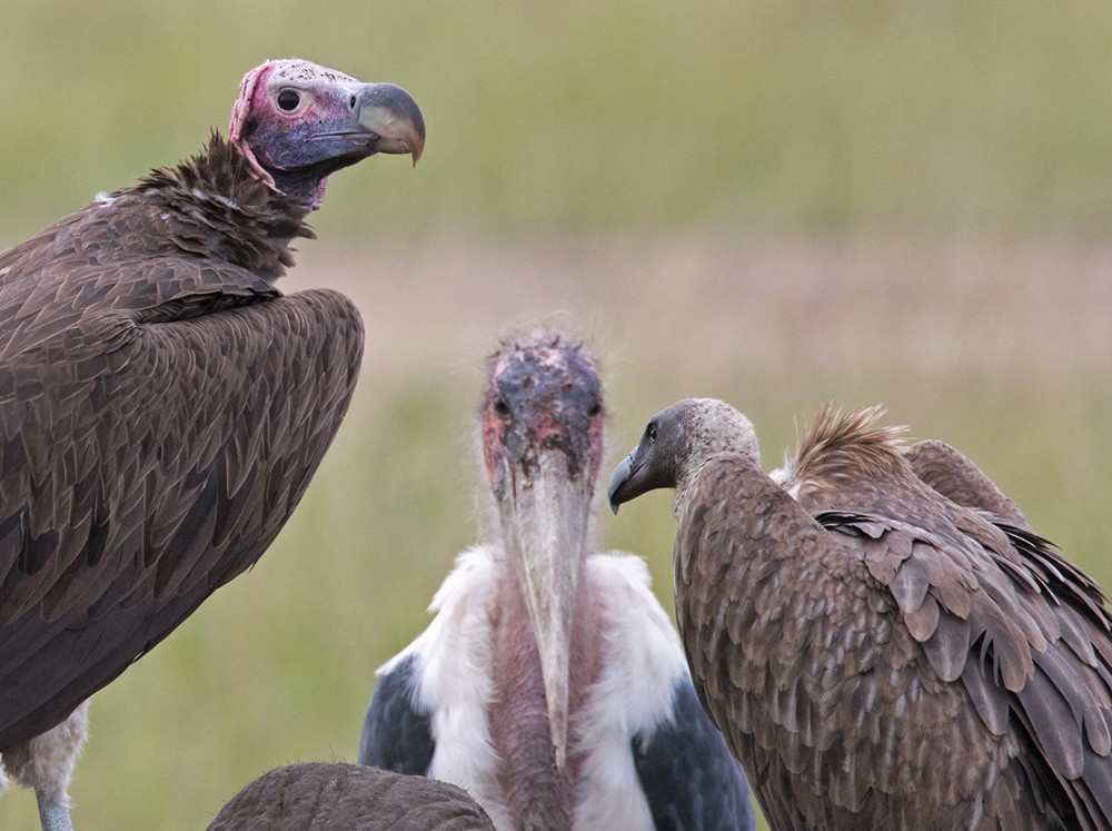 Lappet-faced Vulture - Lars Petersson | My World of Bird Photography