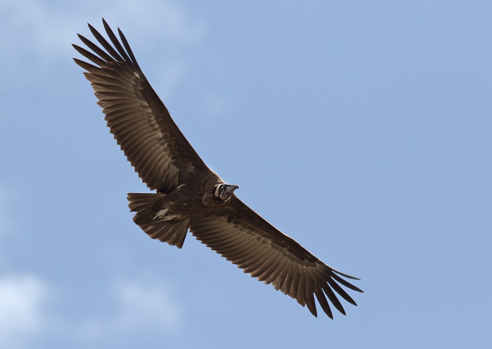 Hooded Vulture - ML205998291