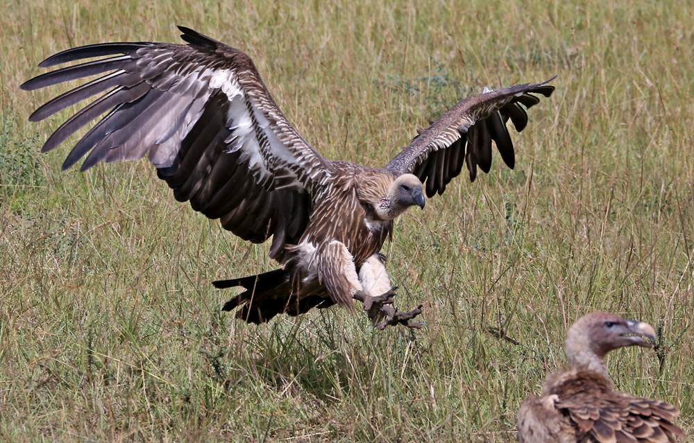 White-backed Vulture - Lars Petersson | My World of Bird Photography