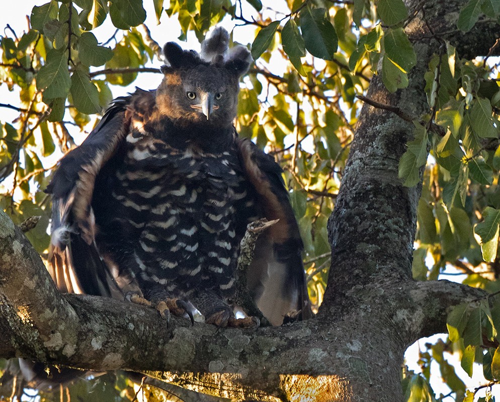 Crowned Eagle - Lars Petersson | My World of Bird Photography