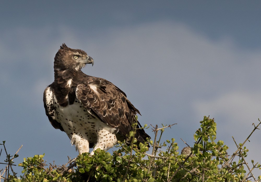 Martial Eagle - Lars Petersson | My World of Bird Photography
