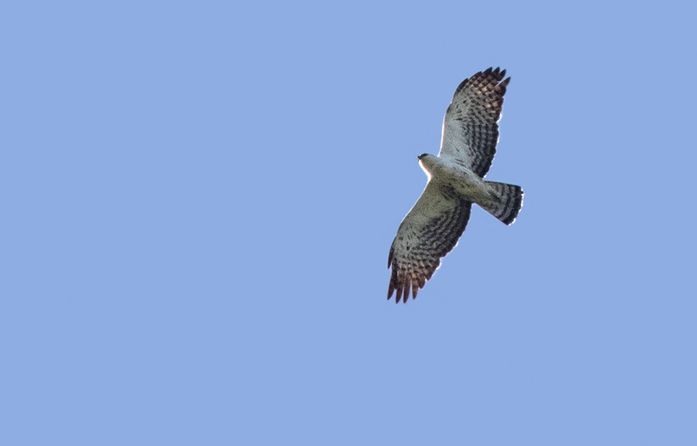 Ayres's Hawk-Eagle - ML205998361