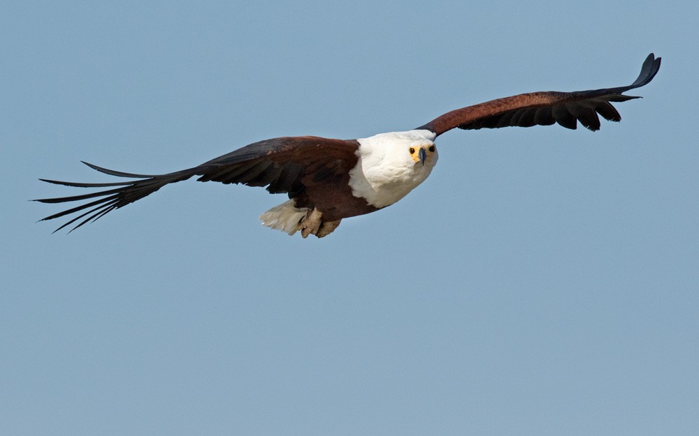 African Fish-Eagle - ML205998501