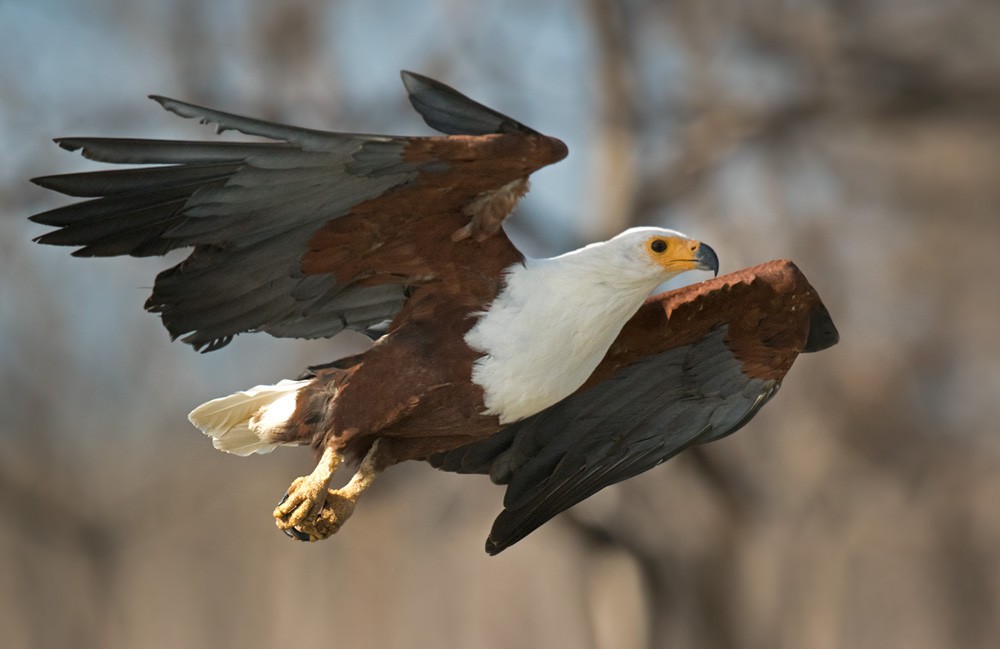 African Fish-Eagle - ML205998511