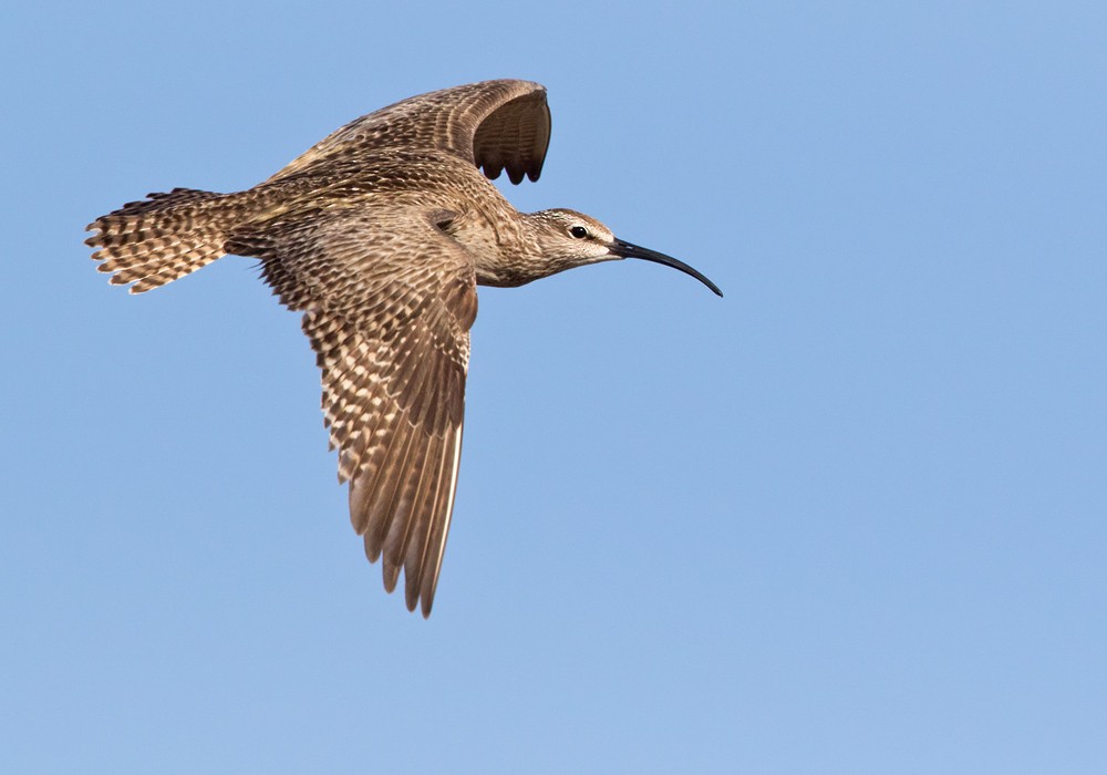 Whimbrel (Hudsonian) - Lars Petersson | My World of Bird Photography