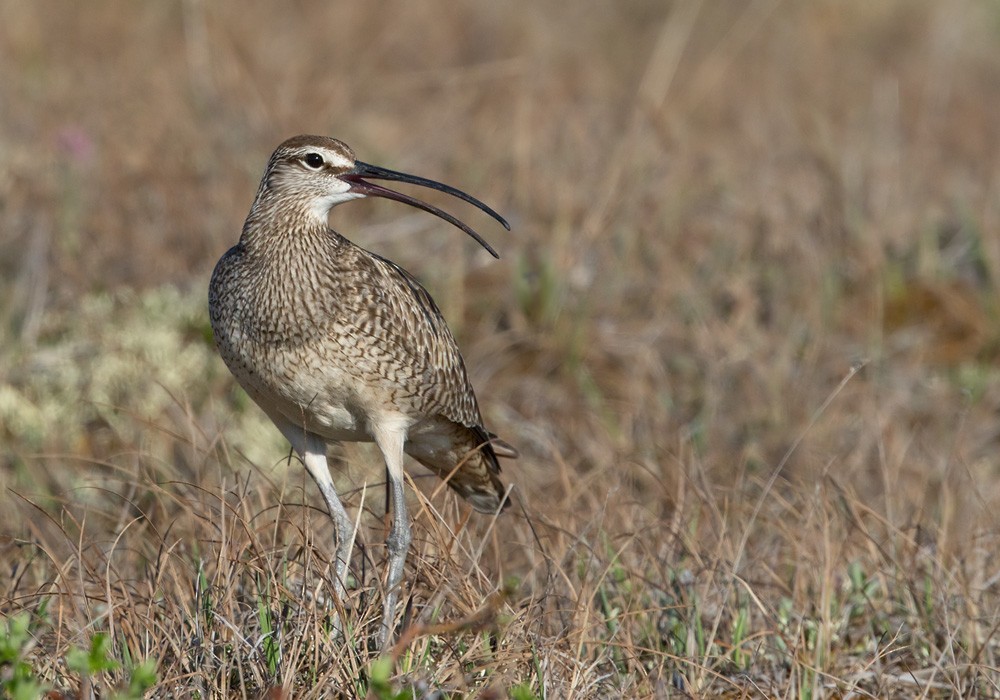 Whimbrel (Hudsonian) - Lars Petersson | My World of Bird Photography