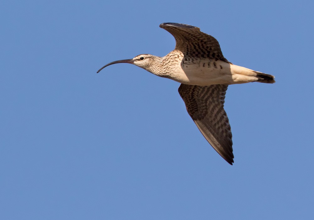Bristle-thighed Curlew - Lars Petersson | My World of Bird Photography