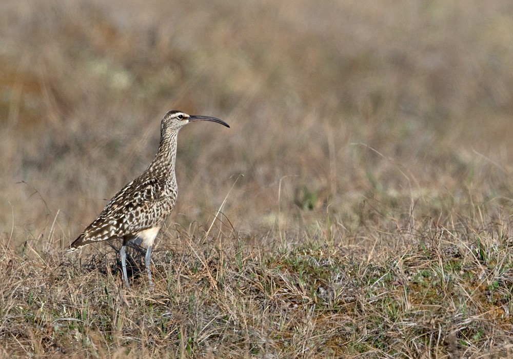 Bristle-thighed Curlew - Lars Petersson | My World of Bird Photography
