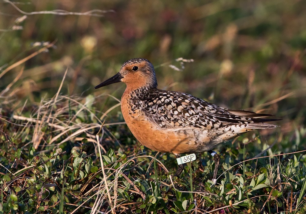 Red Knot - Lars Petersson | My World of Bird Photography