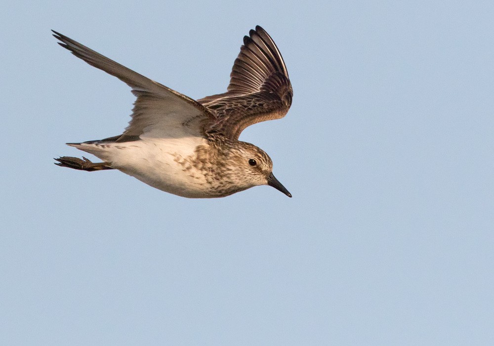 Semipalmated Sandpiper - Lars Petersson | My World of Bird Photography