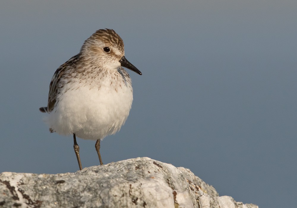 Semipalmated Sandpiper - Lars Petersson | My World of Bird Photography