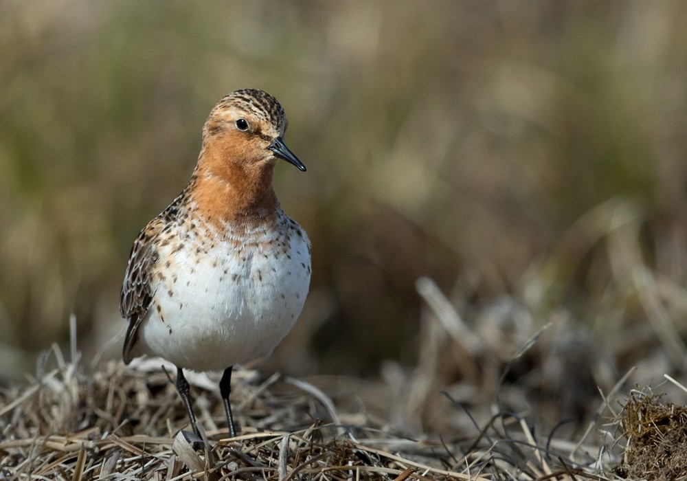 Red-necked Stint - Lars Petersson | My World of Bird Photography