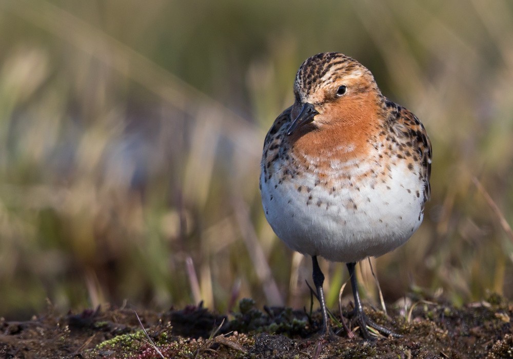 Red-necked Stint - Lars Petersson | My World of Bird Photography