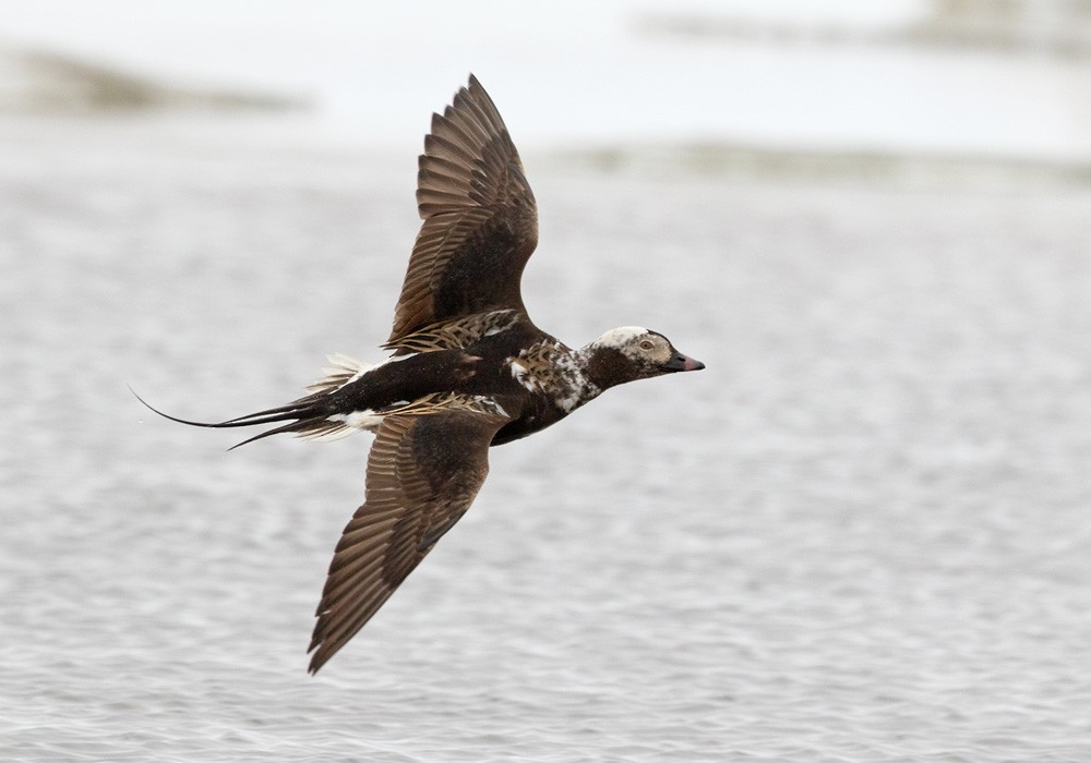 Long-tailed Duck - ML205999361