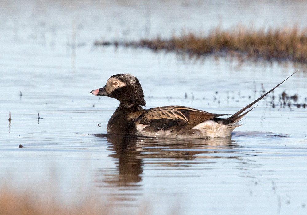 Long-tailed Duck - Lars Petersson | My World of Bird Photography