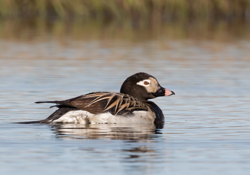 Long-tailed Duck - Lars Petersson | My World of Bird Photography