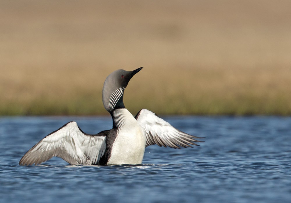 Pacific Loon - Lars Petersson | My World of Bird Photography