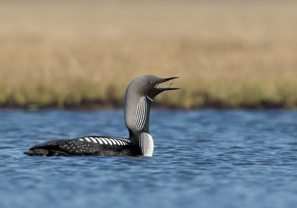 Pacific Loon - Lars Petersson | My World of Bird Photography