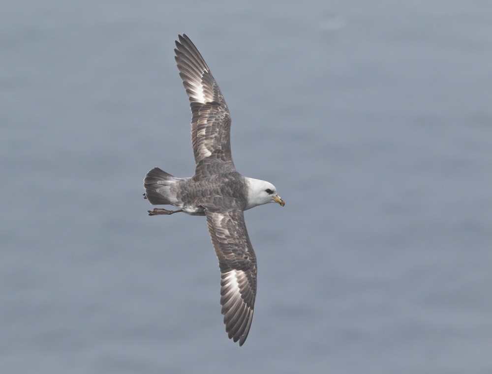 Northern Fulmar (Pacific) - Lars Petersson | My World of Bird Photography