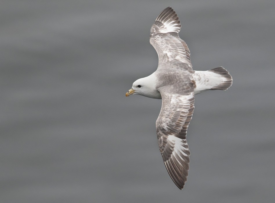 Northern Fulmar (Pacific) - Lars Petersson | My World of Bird Photography