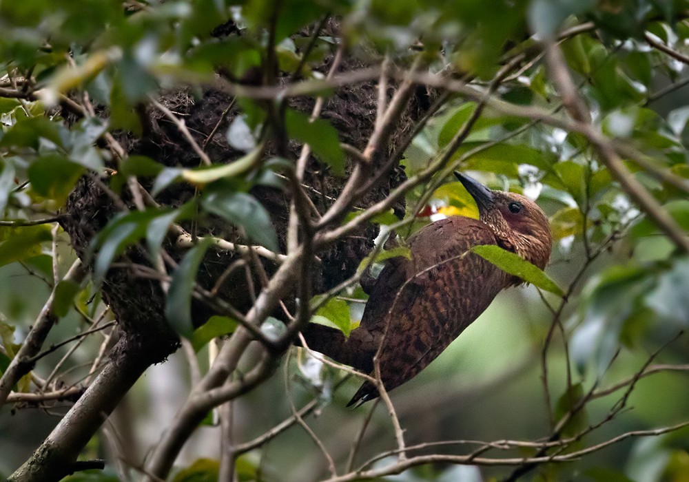 Rufous Woodpecker - Lars Petersson | My World of Bird Photography