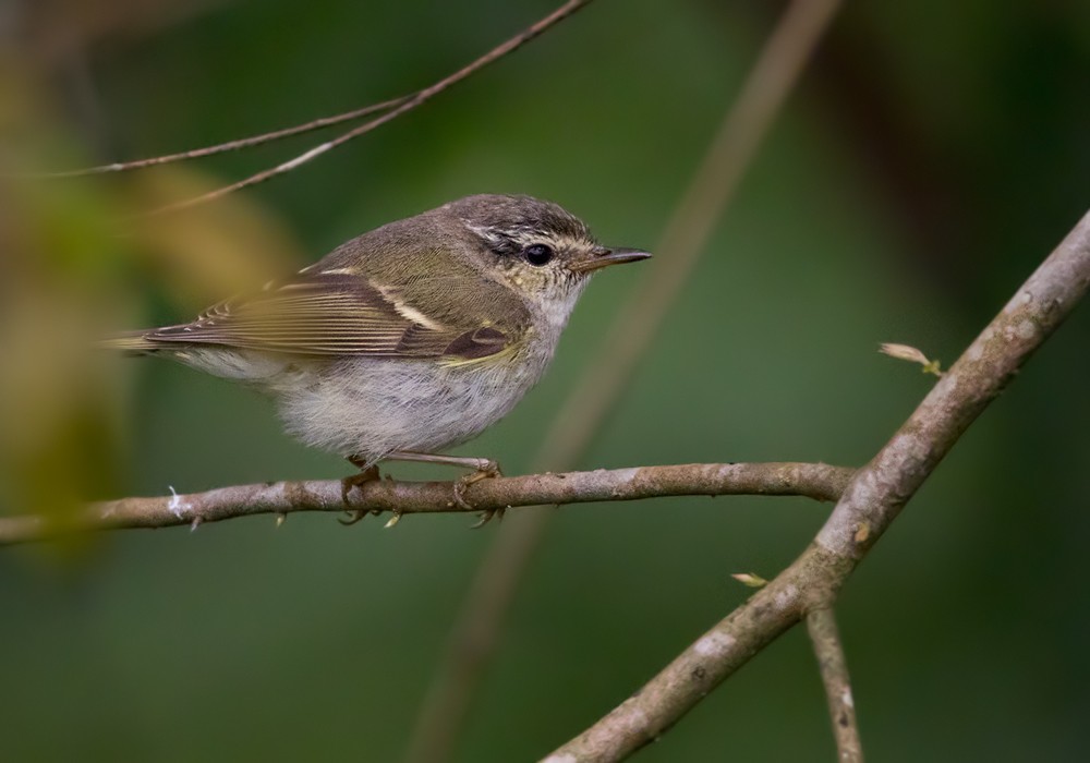 Yellow-browed Warbler - ML205999801