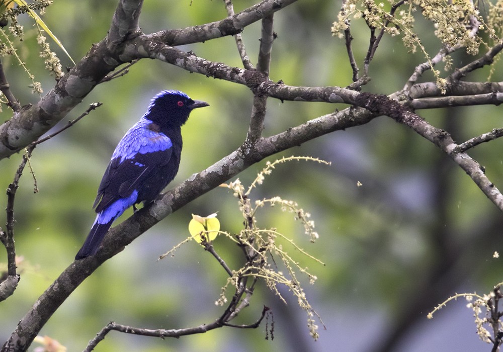 Asian Fairy-bluebird - ML205999811