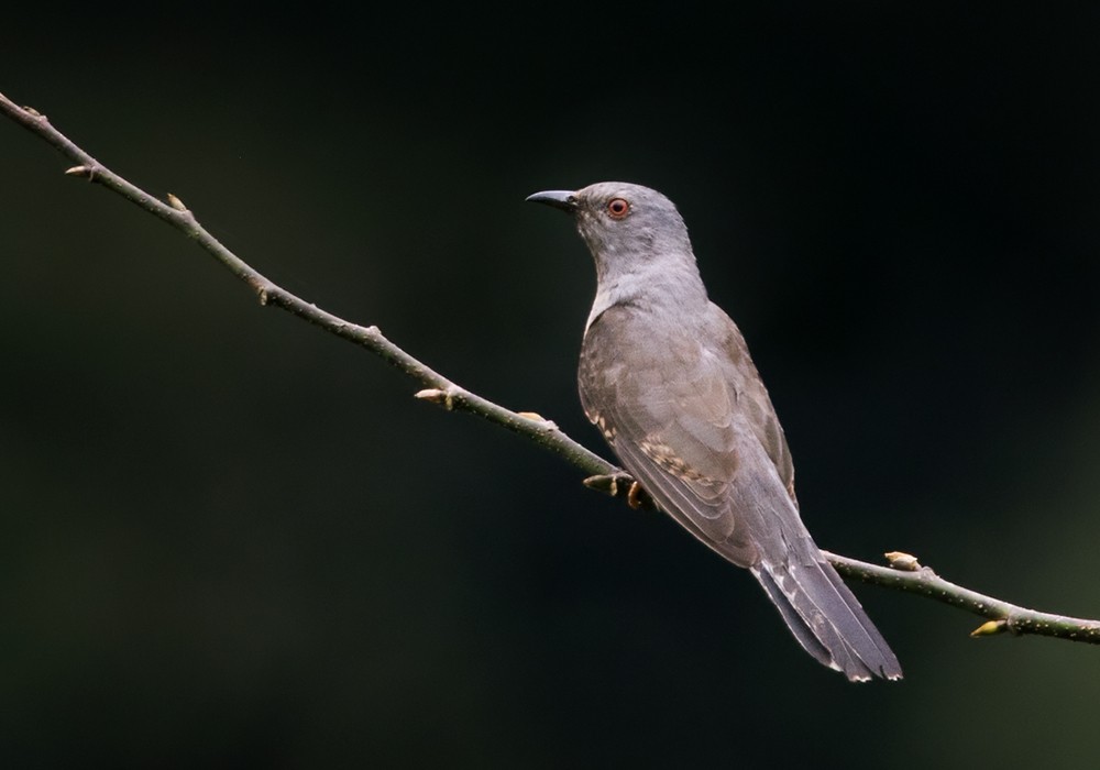 Plaintive Cuckoo - Lars Petersson | My World of Bird Photography